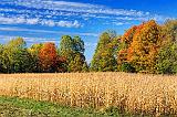 Autumn Cornfield_16450